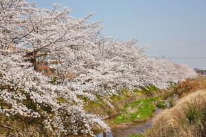 馬坂川：桜並木2