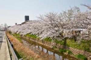 馬坂川：桜並木3