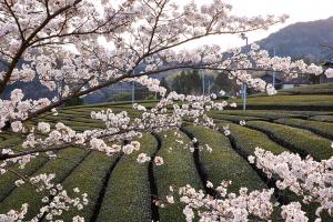 石寺の茶畑：桜1