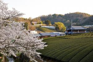 石寺の茶畑：桜2