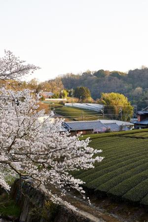 石寺の茶畑：桜3