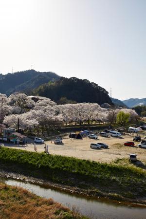 笠置キャンプ場：桜3