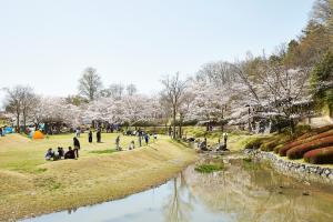 けいはんな記念公園：桜2