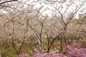 鴻ノ巣山散策道：桜4