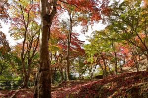 京都府立笠置山自然公園（もみじ公園）：紅葉3