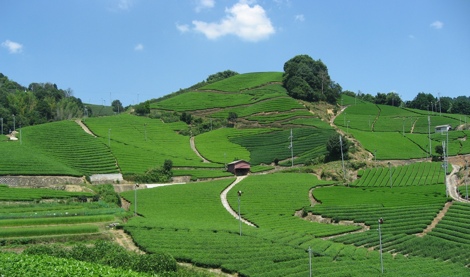 和束町石寺の山なり茶園