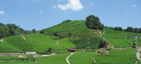 宇治茶生産地の歴史探訪と絶景の茶畑