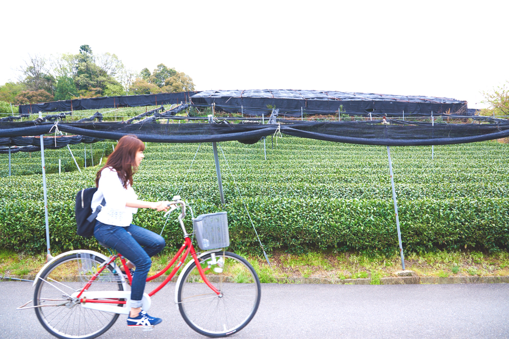 【京田辺市】サイクリストの聖地で、自転車ルートをいいとこどり 【京田辺市】サイクリストの聖地で、自転車ルートをいいとこどり