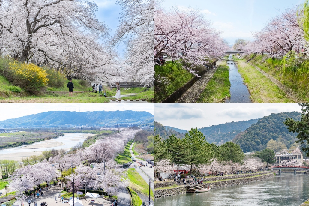 【お花見スポット】井手町・玉川の桜並木などをご紹介 ～春の色彩に包まれて、心躍るひとときを～