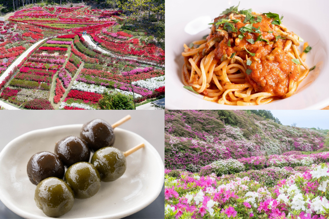 【宇治市】三室戸寺の久留米つつじ・平戸つつじが美しい！絶品ランチや手練り茶団子も