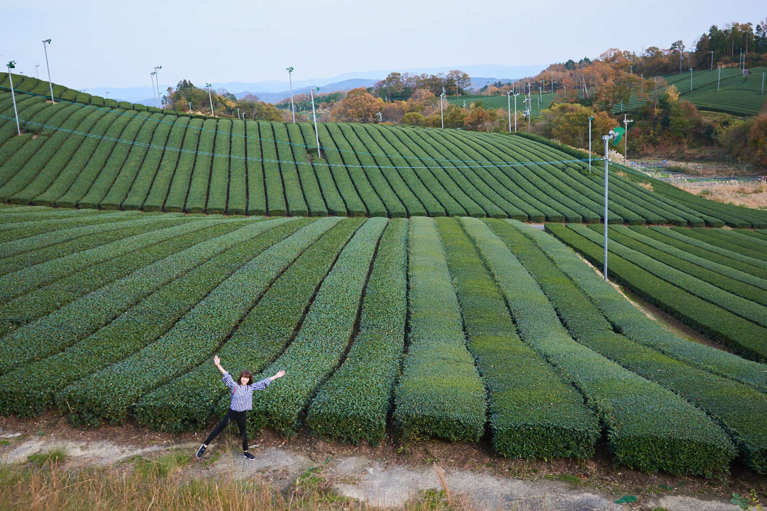 【茶畑めぐり南山城編】京都府唯一の村には、広～い茶畑があちこちに！