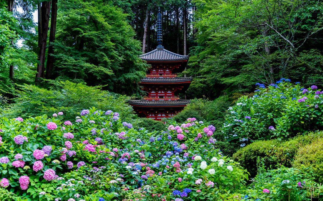 心躍る紫陽花のシーズン！花の寺「岩船寺」へ足を伸ばしてみませんか？