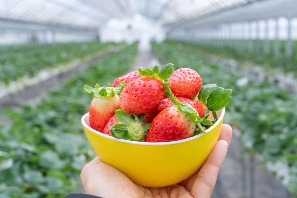 【いちご狩り】お茶の京都には、実はいちご農園がいっぱい！いちご狩りを体験してみた！