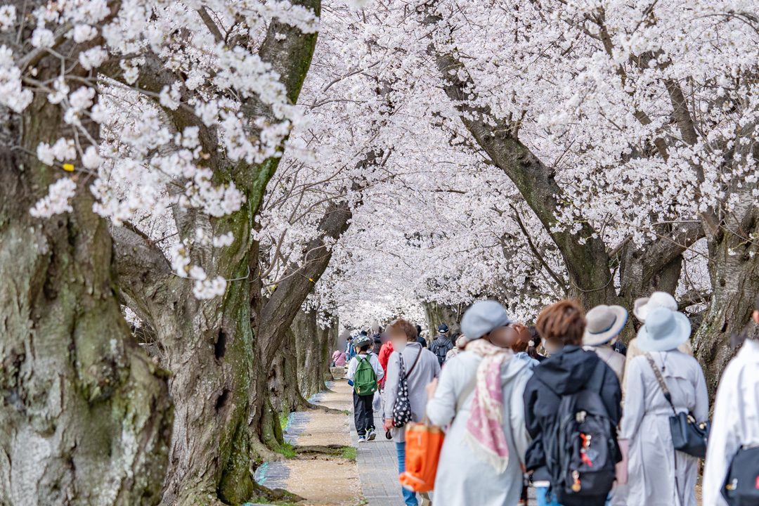 桜の名所、背割堤もはずせません