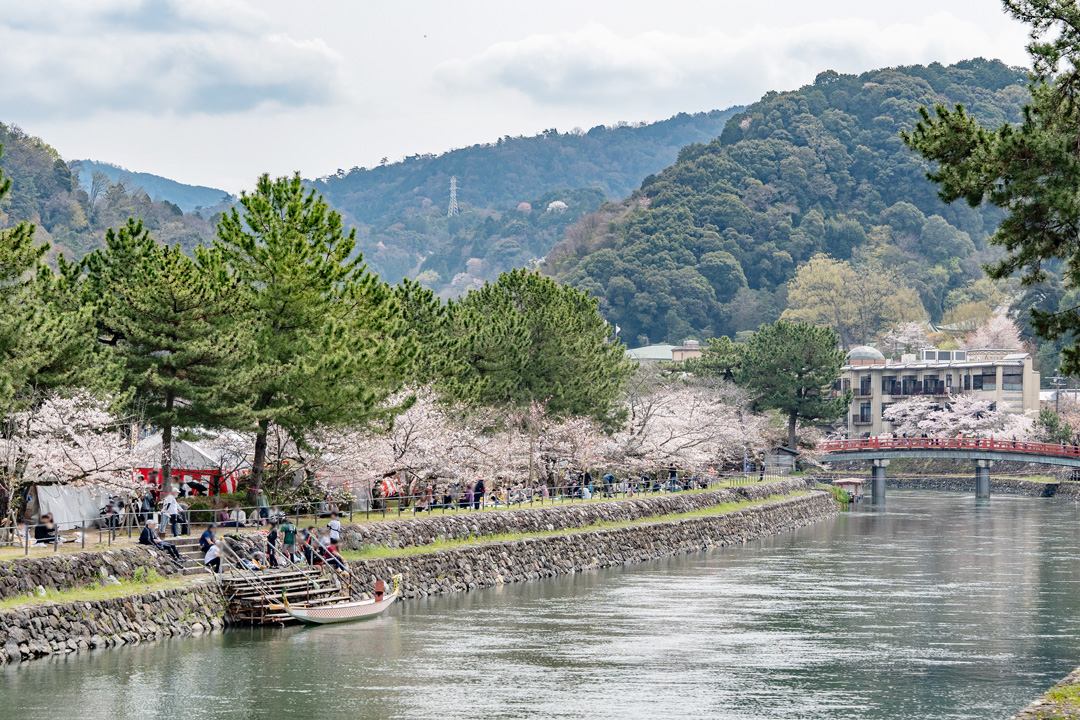 宇治観光と併せて楽しめる！宇治川さくらまつり