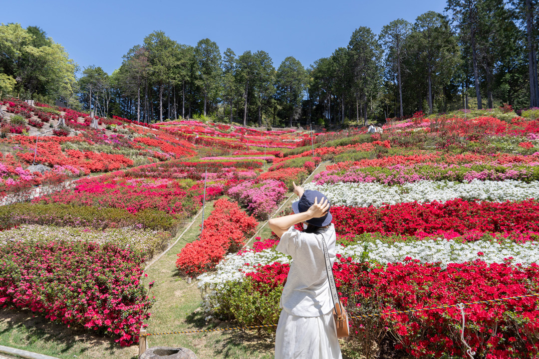 三室戸寺 久留米つつじ園