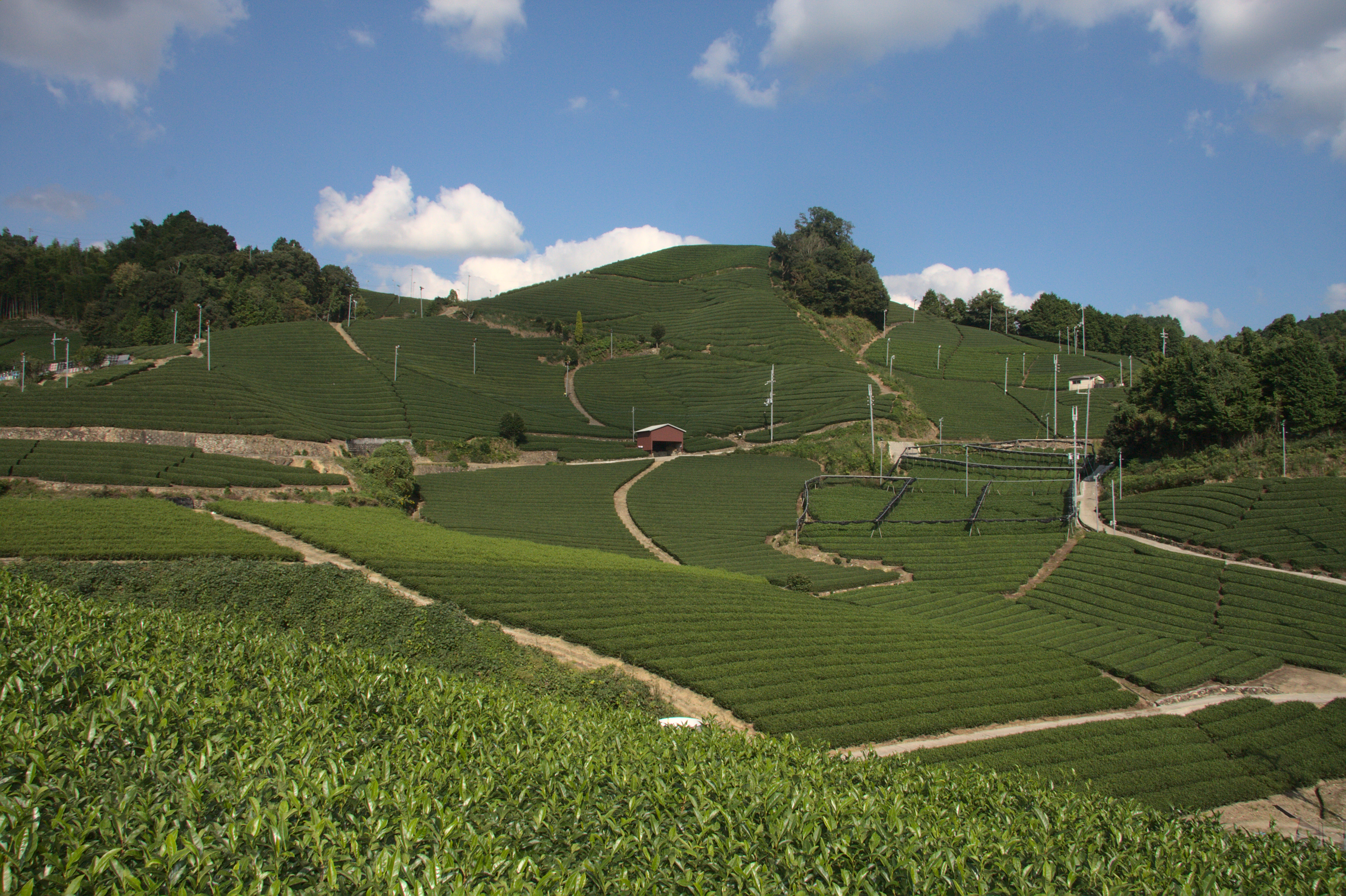 さらに一足伸ばして「お茶の京都」を満喫！