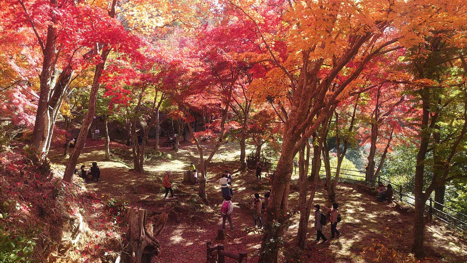 秋の旅なら外せない！笠置山の美しい紅葉