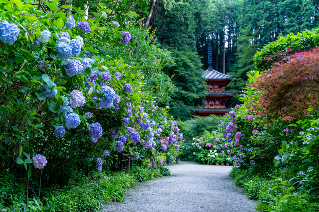 紫陽花の名所、岩船寺
