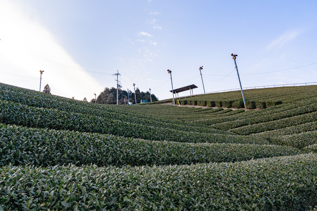 小山園製茶場で茶園さんぽ