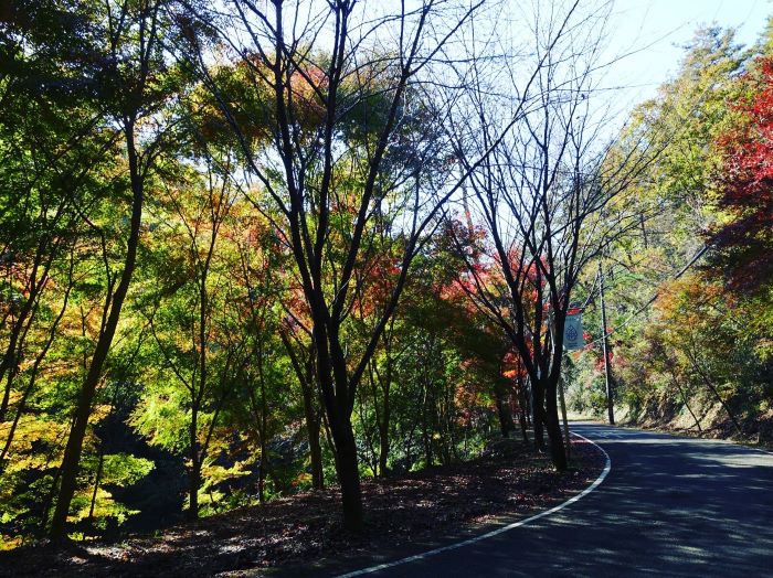【川のせせらぎ・山のひととき】山城町森林公園
