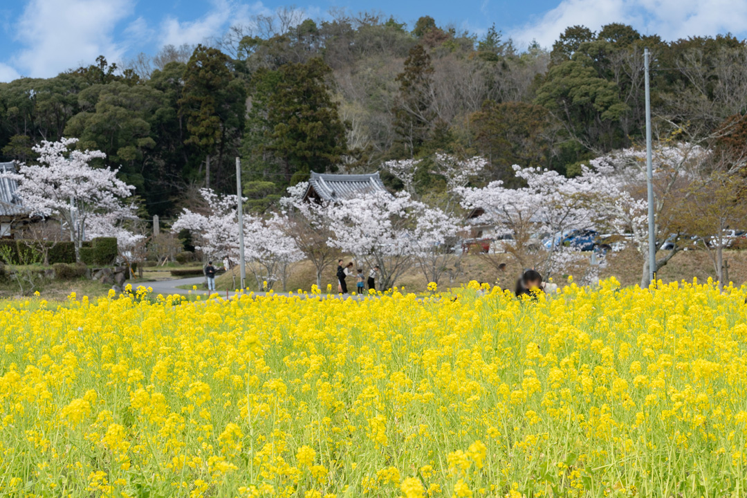 春の普賢寺をご紹介！