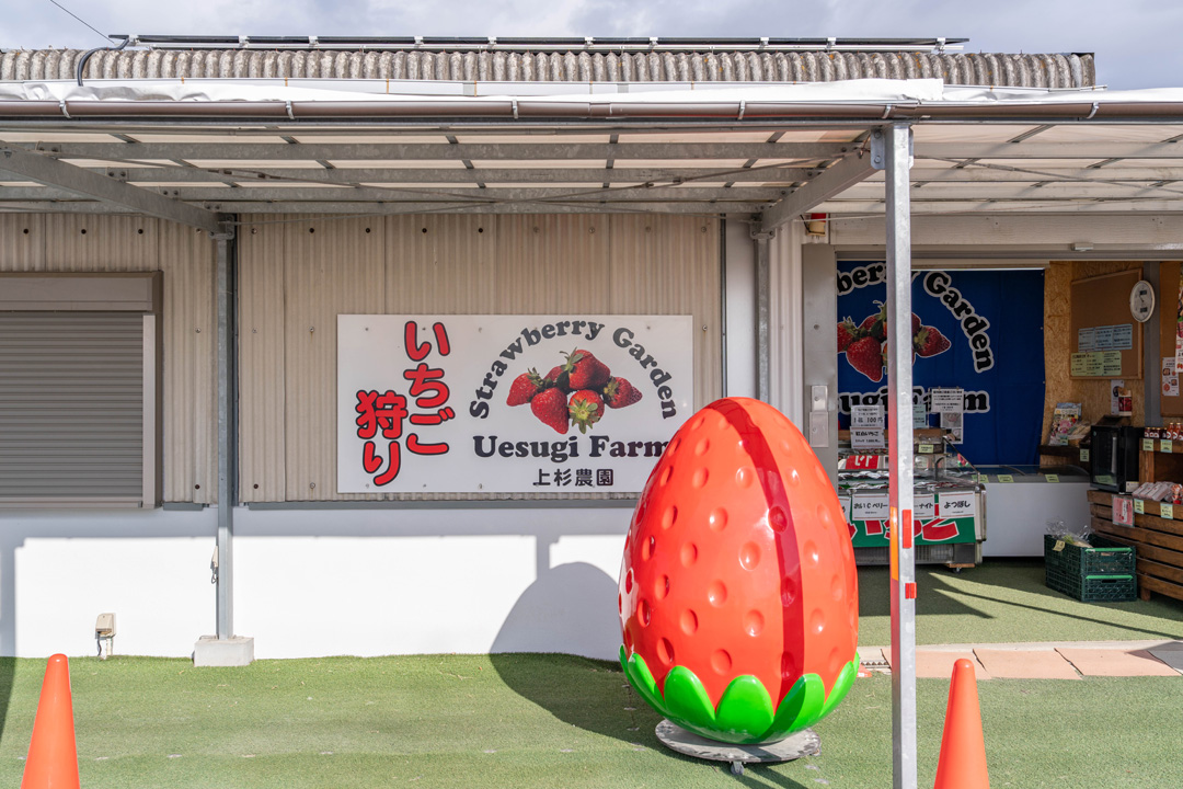 いちご狩り農園 上杉農園で、4品種を食べ比べ