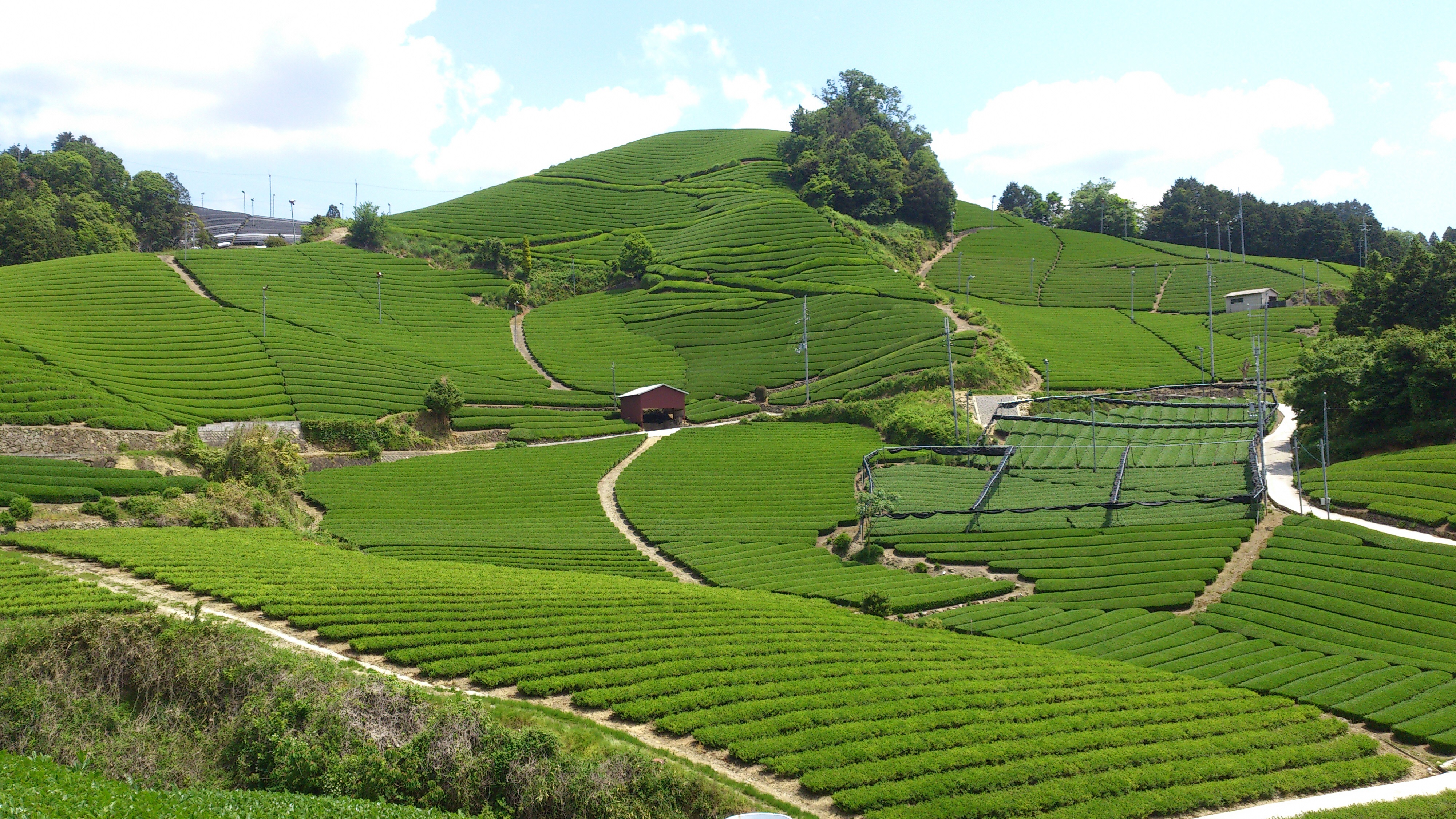 地元茶農家と行く！和束石寺景観 茶畑ウォーク＆茶工場見学ツアー