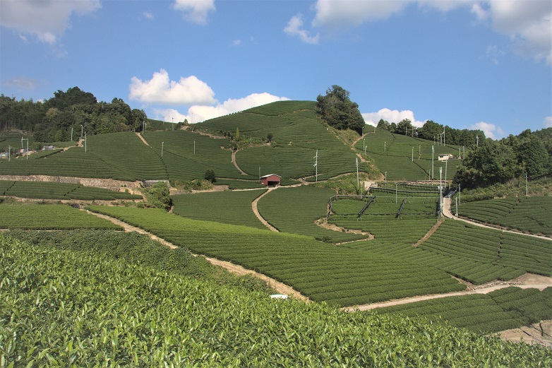 宇治茶ファンミーティング「宇治茶LOVE茶会in和束町」
～宇治茶の主産地 和束町で、多彩な宇治茶を楽しむ１日～
