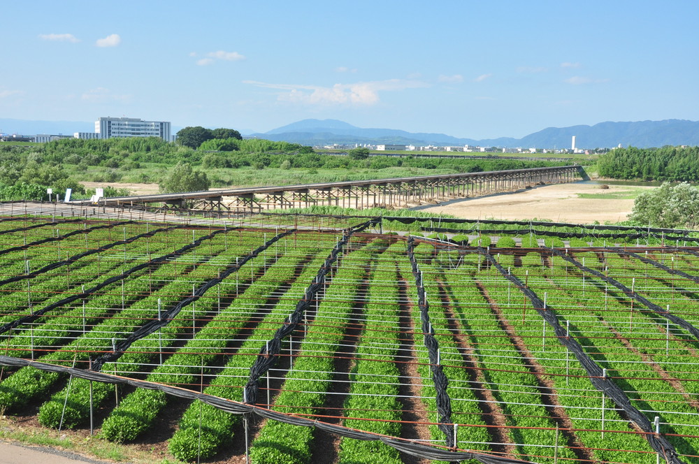 日本遺産にも登録される茶畑景観