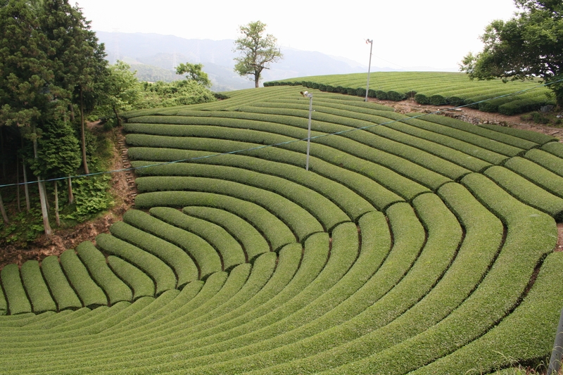原山の茶畑