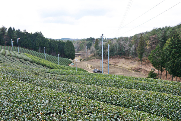 童仙房の茶畑
