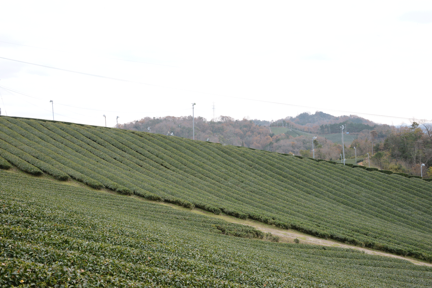 田山の茶畑