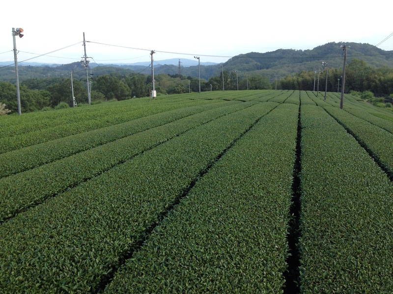 今山の茶畑