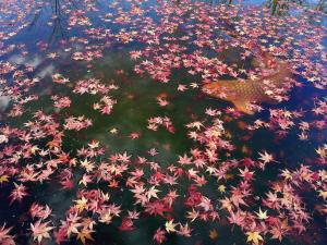 けいはんな記念公園：鯉　散紅葉