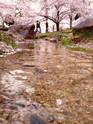 けいはんな記念公園：桜　小川