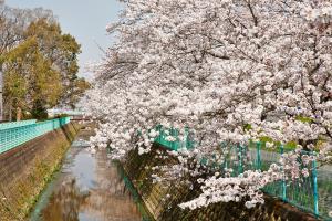 防賀川：桜並木1