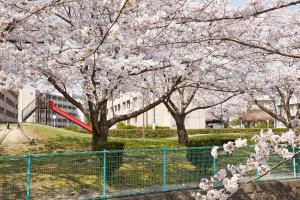 防賀川：桜並木5