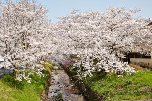 馬坂川：桜並木1