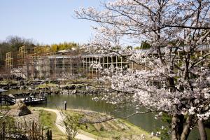 けいはんな記念公園：桜6