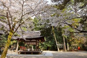 鴻ノ巣山散策道（水度神社）：桜1