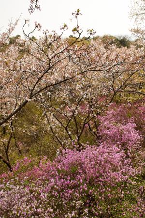 鴻ノ巣山散策道：桜3