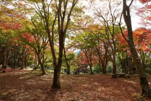 京都府立笠置山自然公園（もみじ公園）：紅葉5