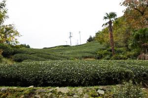 釜塚の茶畑1