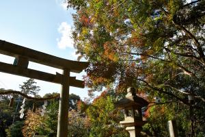鴻ノ巣山散策道（水度神社）：紅葉1