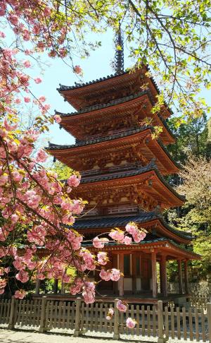 海住山寺：五重塔と八重桜