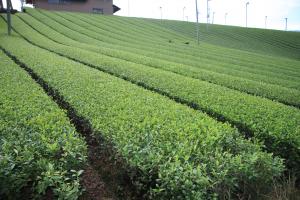 田山　ツルギの茶畑